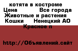 котята в костроме › Цена ­ 2 000 - Все города Животные и растения » Кошки   . Ненецкий АО,Красное п.